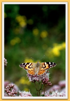 Belle dame