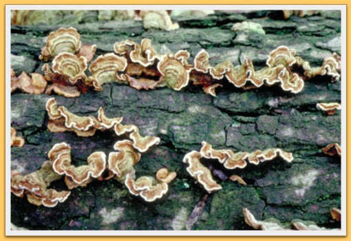 Champignons