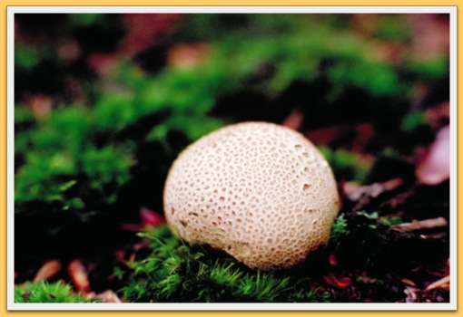 Champignon