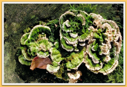 Champignons
