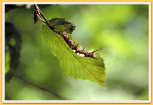 Chenille