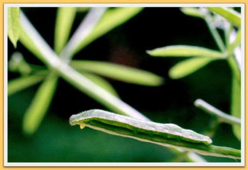 Chenille d'Aurore