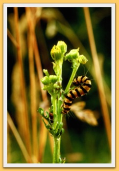 Chenille de Goutte de Sang