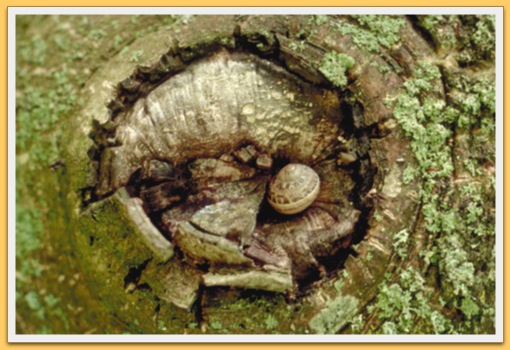 Escargot