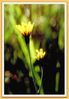 Fleur