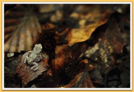 Grenouille