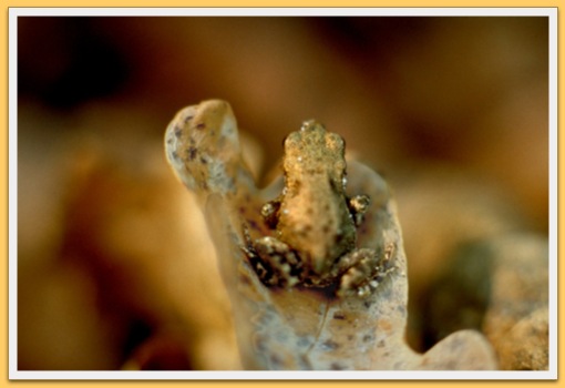Grenouille
