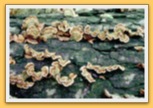 Champignons