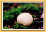 Champignon