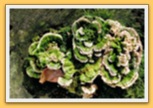 Champignons