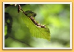 Chenille