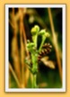 Chenille de Goutte de Sang