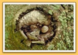 Escargot